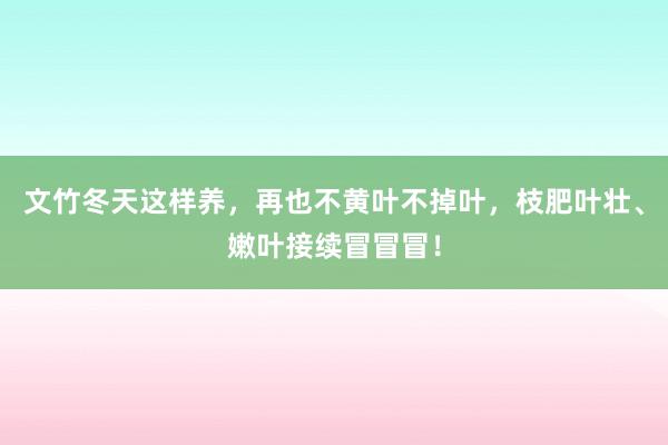 文竹冬天这样养，再也不黄叶不掉叶，枝肥叶壮、嫩叶接续冒冒冒！